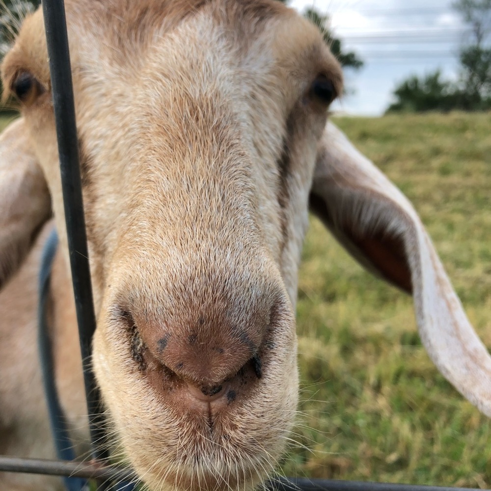 Meet your Posher, Penny